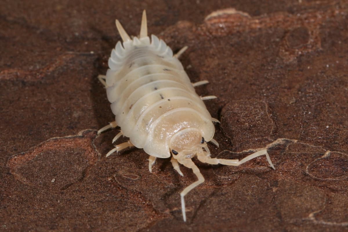 حشره قرنیز چوبی