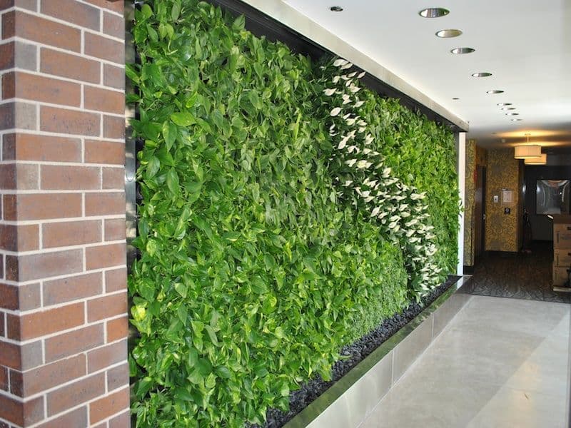 ایجاد یک دیوار سبز در حیاط با گیاهان رونده